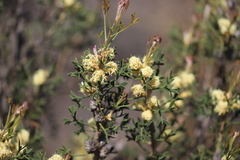 Petrophile squamata