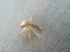 Aedes thelcter