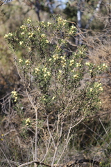 Petrophile squamata