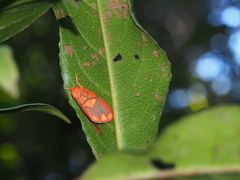 Matsumursine horishanella