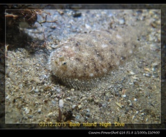 Aseraggodes lenisquamis