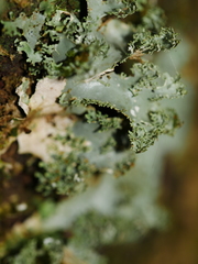 Pseudocyphellaria multifida