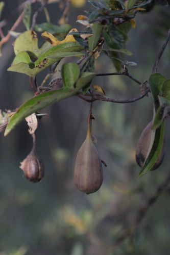 Aristolochia albida