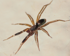 Phrurotimpus borealis