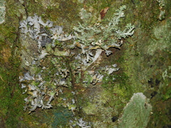 Pseudocyphellaria multifida