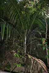 Dypsis onilahensis
