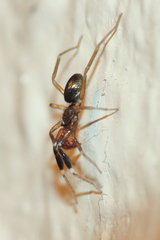 Phrurotimpus borealis