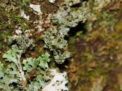 Pseudocyphellaria multifida