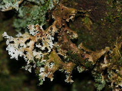 Pseudocyphellaria multifida