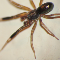 Phrurotimpus borealis