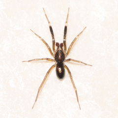 Phrurotimpus borealis