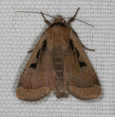 Parabagrotis formalis