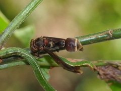 Ropalidia taiwana