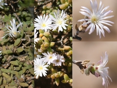 Trichodiadema attonsum