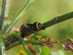 Ropalidia taiwana