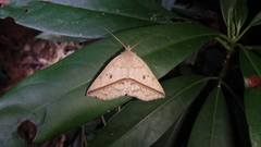 Ugia insuspecta