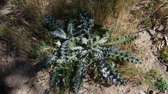 Cirsium occidentale