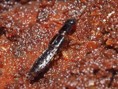 Gabrius splendidulus