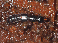Gabrius splendidulus