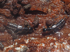 Gabrius splendidulus