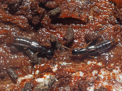 Gabrius splendidulus