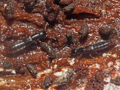 Gabrius splendidulus