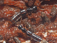 Gabrius splendidulus