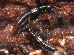 Gabrius splendidulus
