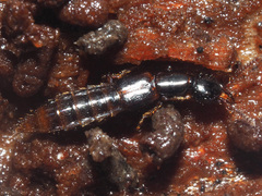 Gabrius splendidulus