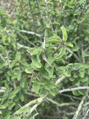 Adenia spinosa