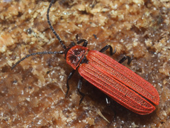 Lopheros rubens
