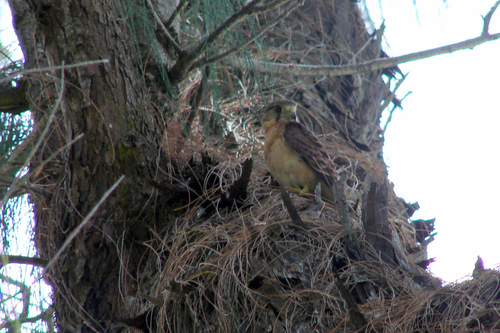 Falco araeus