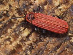Lopheros rubens