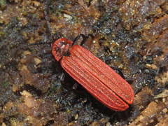 Lopheros rubens