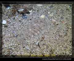 Aseraggodes lenisquamis