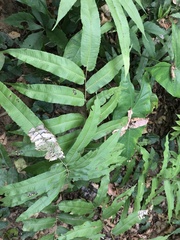 Coniogramme intermedia