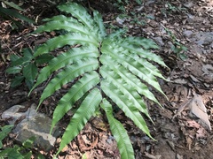 Coniogramme intermedia