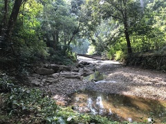 Coniogramme intermedia