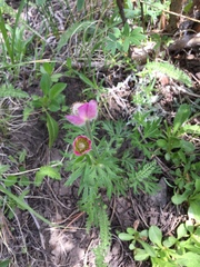 Anemone multifida multifida