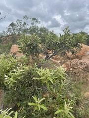 Euclea natalensis angustifolia