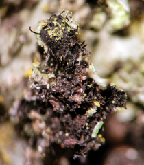 Phaeophyscia ciliata