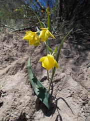 Calochortus pulchellus