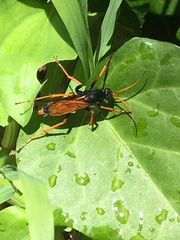 Tachypompilus ignitus