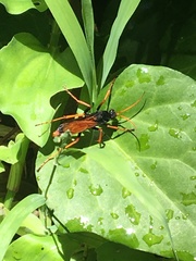 Tachypompilus ignitus