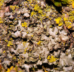Phaeophyscia ciliata