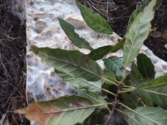 Quercus acutifolia