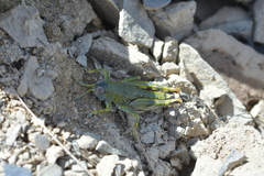 Brachaspis collinus