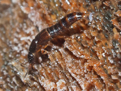 Gabrius splendidulus