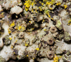 Phaeophyscia ciliata