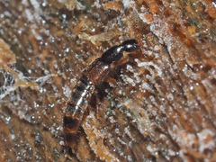Gabrius splendidulus